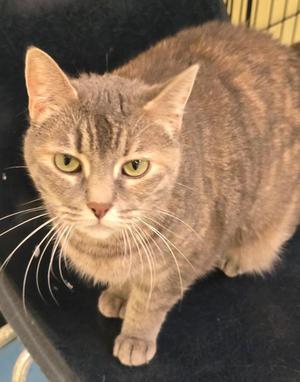 GREY PAWS, adult, available for adoption