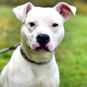 Angel, Mixed Breed (Medium), adult, available for adoption