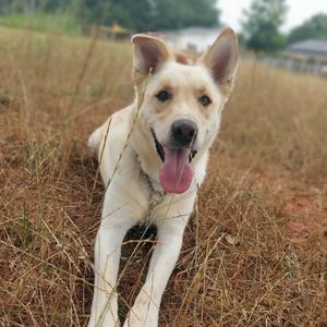 A light-colored dog with its tongue out, lying in a field of dry grass.