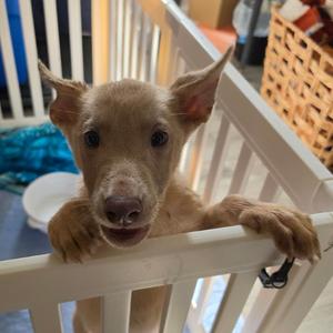 Mercy, Mixed Breed (Medium), puppy, available for adoption