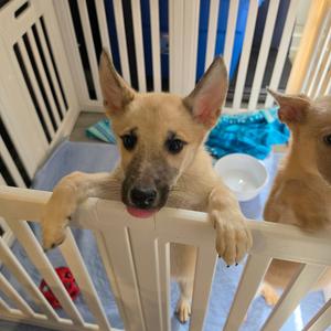 Hope, Mixed Breed (Medium), puppy, available for adoption
