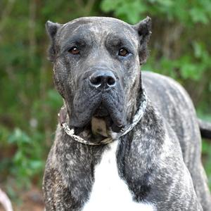 Tia, Mastiff, Cane Corso, adult, available for adoption
