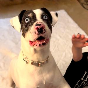 Bonnie, Catahoula Leopard Dog, senior, available for adoption