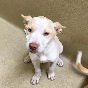 A white dog with brown spots on its face and ears, sitting on a beige surface.