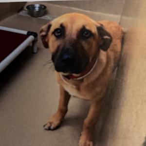 Pope, Mixed Breed (Large), adult, available for adoption