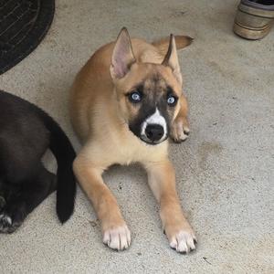 A light brown puppy with blue eyes lying on a concrete surface, with a black dog partially visible on the left side.