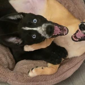 Brave, Mixed Breed (Medium), puppy, available for adoption