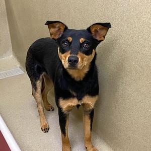 Iggie, Mixed Breed (Medium), adult, available for adoption
