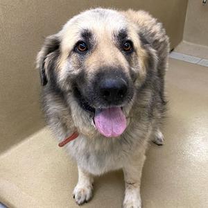 A close-up, front-facing photo of a large, fluffy dog with tan and black fur, sitting and panting with its tongue hanging out.