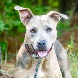 Moxi, Mixed Breed (Medium), adult, available for adoption
