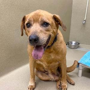 Tucker, Mixed Breed (Large), senior, available for adoption
