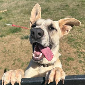 Scarlett, Mixed Breed (Medium), adult, available for adoption