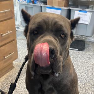 Bunny, Mastiff, Cane Corso, adult, available for adoption