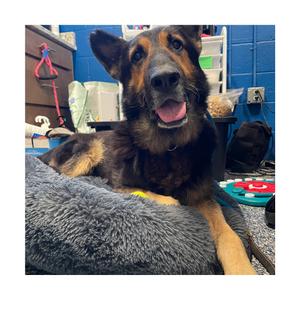 Moses, Shepherd, German King, senior, available for adoption
