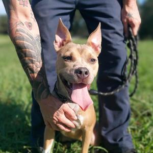 (Porto)Bella(o), Mixed Breed (Medium), adult, available for adoption