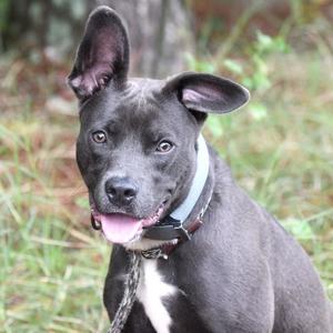 A black dog with a white chest and a blue collar, sitting in a grassy area.