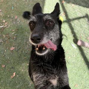 Chess, Schnauzer / Wirehaired Fox Terrier, adult, available for adoption
