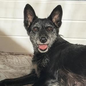 Chess, Schnauzer / Wirehaired Fox Terrier, adult, available for adoption