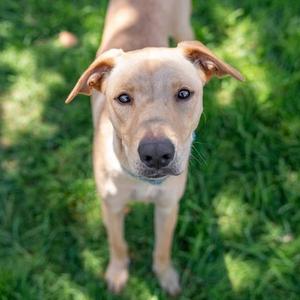 Dollar, Labrador Retriever / Terrier, young, available for adoption