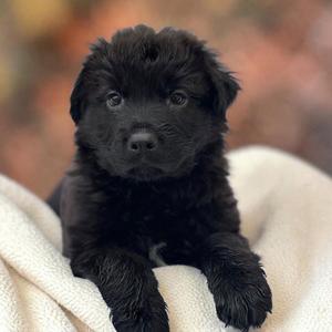 Book Pup - Finnegan Frog, Labrador Retriever / Newfoundland Dog, puppy, available for adoption