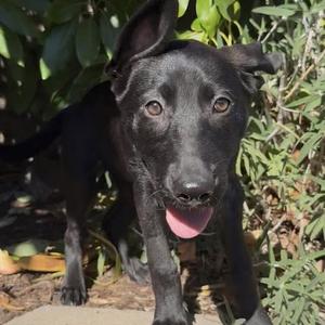Dharma - Adopted!, Shepherd, young, available for adoption