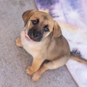 Lego Pup - Galaxy, Chihuahua / Terrier, puppy, available for adoption