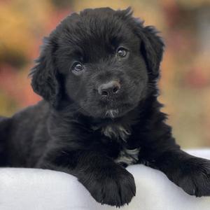 Book Pup - Mighty Jack, Labrador Retriever / Newfoundland Dog, puppy, available for adoption