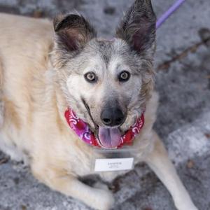 Jasper, Shepherd, adult, available for adoption