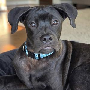 Figment - (Medical), Boxer, young, available for adoption