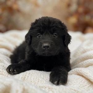 Book Pup - Peppa Pig, Labrador Retriever / Newfoundland Dog, puppy, available for adoption