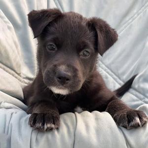 Chess Pup - Bishop, Wirehaired Fox Terrier / Shepherd, puppy, available for adoption