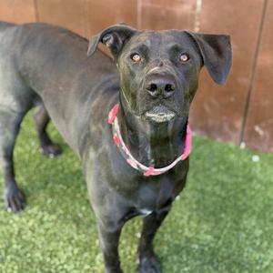 A black dog wearing a pink collar stands on green artificial grass, looking directly at the camera.