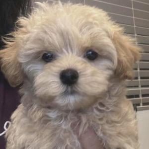 Jezze - Waitlist Full, Maltese / Poodle (Miniature), puppy, available for adoption