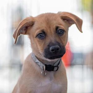Lego Pup - Safari Trek, Chihuahua / Terrier, puppy, available for adoption