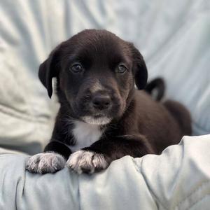 Chess Pup - Knight, Wirehaired Fox Terrier / Shepherd, puppy, available for adoption