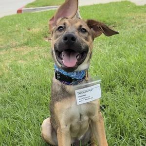 Cougars (Chicago Pup) - Adopted!, Shepherd / Boxer, puppy, available for adoption