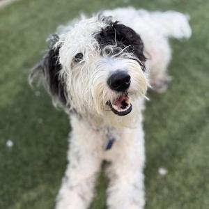 Griffin - Adopted!, Poodle (Miniature) / Golden Retriever, young, available for adoption