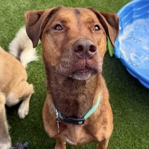 Bubbas, Shepherd, adult, available for adoption