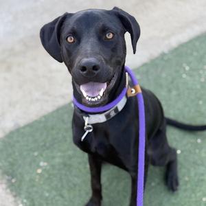 Jabari, Labrador Retriever, young, available for adoption