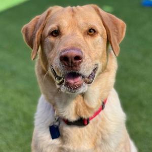 A close-up of a yellow Labrador Retriever with a red collar, sitting on a green lawn.