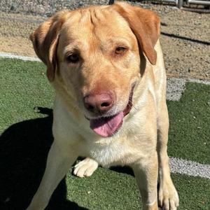 Charlie Brown, Labrador Retriever, adult, available for adoption