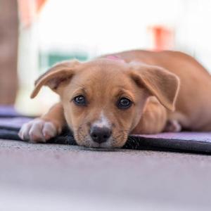 Lego Pup - Heartlake, Chihuahua / Terrier, puppy, available for adoption