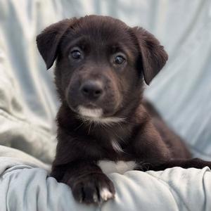 Chess Pup - Checkmate, Wirehaired Fox Terrier / Shepherd, puppy, available for adoption