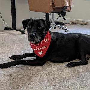 Cocoa - Adopted!, Labrador Retriever / Shepherd, adult, available for adoption