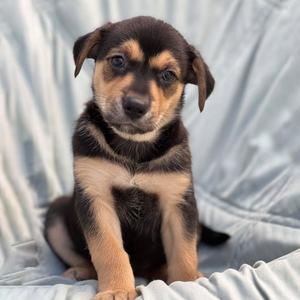 Chess Pup - Pawn, Wirehaired Fox Terrier / Shepherd, puppy, available for adoption