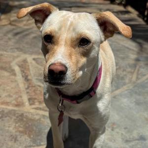 Emmy, Spaniel / Terrier, adult, available for adoption