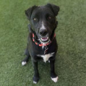 A black dog with a white chest and paws, wearing a red collar, sitting on green artificial grass.