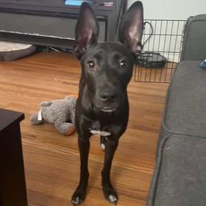 Kahlo, Border Collie / Terrier, puppy, available for adoption