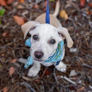 Gardenia, Spaniel / Chihuahua, puppy, available for adoption