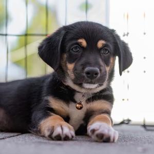 Lego Pup - Duplo, Chihuahua / Terrier, puppy, available for adoption